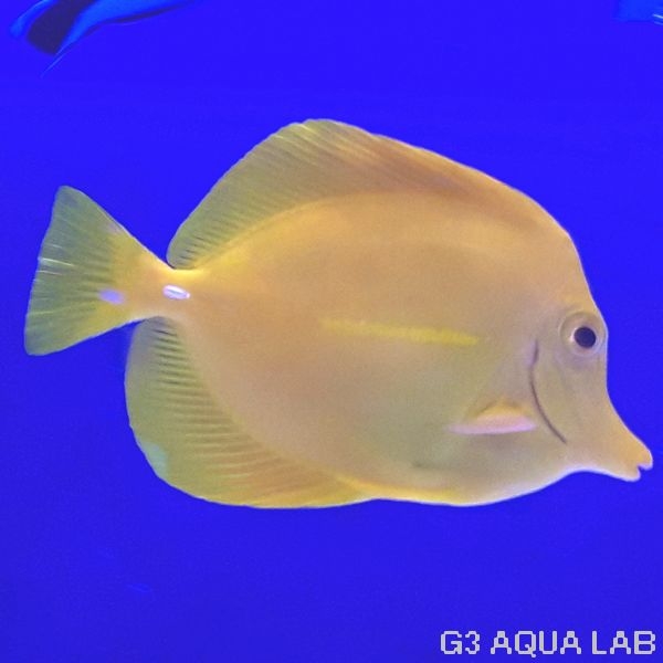 キイロハギ アクアリウム 海水魚 サンゴ 金魚 メダカ 水草 熱帯魚 大阪 水槽 インテリア メンテナンス リース レンタル水槽 メンテナンス大阪 オーダーメイド 水槽設置 別注水槽 大阪 関西 熱帯魚メンテナンス 海水魚メンテナンス 水草メンテナンス 大阪 販売 価格 キイロハギ アクアリウム 海水魚 サンゴ 金魚 メダカ 水草 熱帯魚 大阪 水槽 インテリア メンテナンス リース レンタル水槽 メンテナンス大阪 オーダーメイド 水槽設置 別注水槽 大阪 関西 熱帯魚メンテナンス 海水魚メンテナンス 水草メンテナンス 大阪 販売 価格