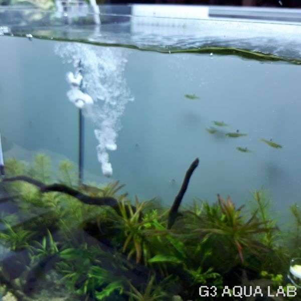 スネール 駆除 甲殻類 エビ 魚 熱帯魚 水草 無害 その他用品 対策 便利用品 店頭販売限定 魚遥 スネール バスター アクアリウムの通販 販売はg3 Aqua Labまで スネール 駆除 甲殻類 エビ 魚 熱帯魚 水草 無害 その他用品 対策 便利用品 店頭販売限定 魚遥 スネール バスター アクアリウムの通販 販売はg3 Aqua Labまで