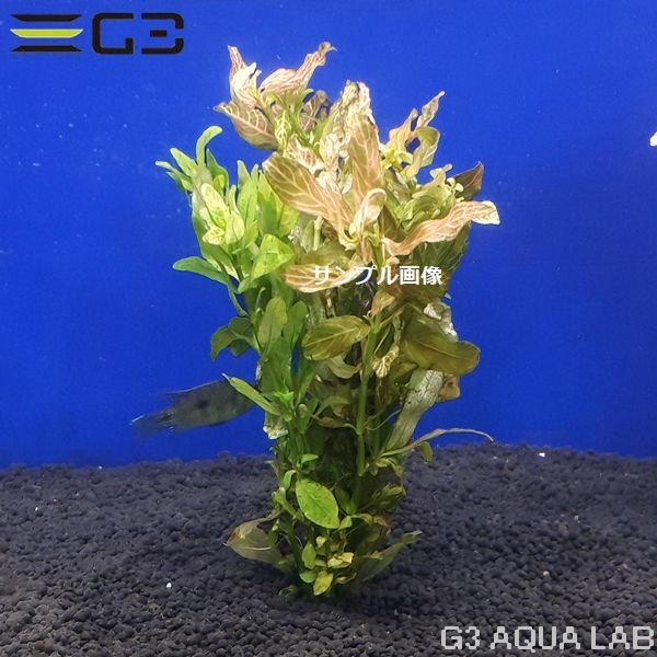 水草 ハイグロフィラ 赤系 有茎草 水草 有茎草 赤色系 ハイグロ ロザエネルビス 10本 Z468 0122 アクアリウムの通販 販売はg3 Aqua Labまで 水草 ハイグロフィラ 赤系 有茎草 水草 有茎草 赤色系 ハイグロ ロザエネルビス 10本 Z468 0122 アクアリウムの通販 販売はg3 Aqua Labまで