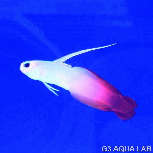 ハゼ アクアリウム 海水魚 サンゴ 金魚 メダカ 水草 熱帯魚 大阪 水槽 インテリア メンテナンス リース レンタル水槽 メンテナンス大阪 オーダーメイド 水槽設置 別注水槽 大阪 関西 熱帯魚メンテナンス 海水魚メンテナンス 水草メンテナンス 大阪 販売 価格 通販 ハゼ アクアリウム 海水魚 サンゴ 金魚 メダカ 水草 熱帯魚 大阪 水槽 インテリア メンテナンス リース レンタル水槽 メンテナンス大阪 オーダーメイド 水槽設置 別注水槽 大阪 関西 熱帯魚メンテナンス 海水魚メンテナンス 水草メンテナンス 大阪 販売 価格 通販