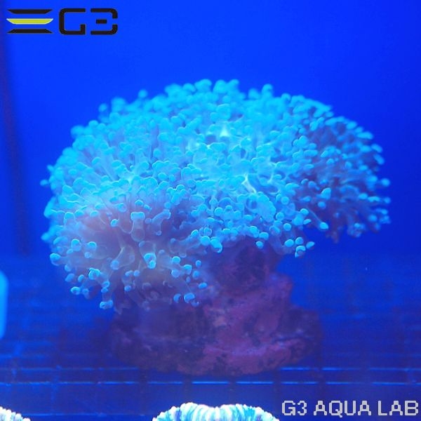 ハードコーラル lps ムセキツイ アクアリウム 海水魚 サンゴ 金魚 メダカ 水草 熱帯魚 大阪 水槽 インテリア メンテナンス リース レンタル水槽 メンテナンス大阪 オーダーメイド 水槽設置 別注水槽 大阪 関西 熱帯魚メンテナンス 海水魚メンテナンス 水草 ハードコーラル lps ムセキツイ アクアリウム 海水魚 サンゴ 金魚 メダカ 水草 熱帯魚 大阪 水槽 インテリア メンテナンス リース レンタル水槽 メンテナンス大阪 オーダーメイド 水槽設置 別注水槽 大阪 関西 熱帯魚メンテナンス 海水魚メンテナンス 水草