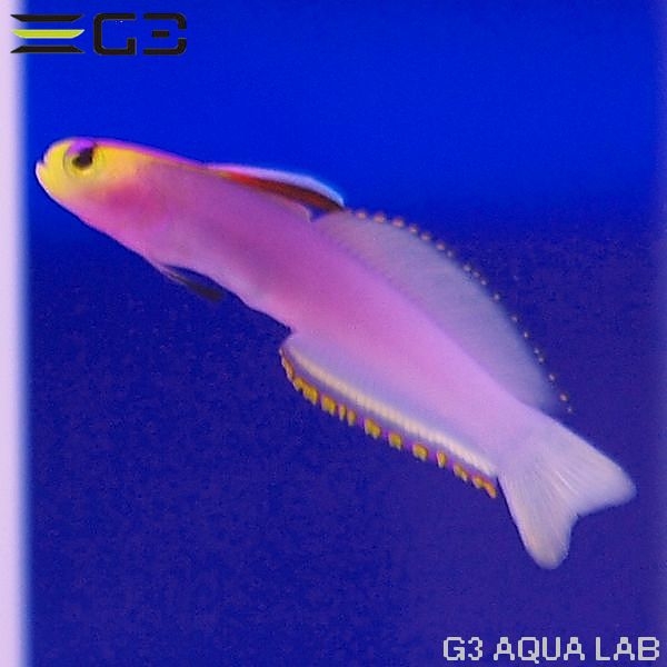 通販 海水 魚 【楽天市場】海水魚：ペットバルーン楽天市場支店
