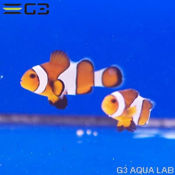 大阪水槽メンテナンス リース レンタル水槽メンテナンス大阪 インテリア オーダーメイド 水槽設置 内装 大阪 関西 熱帯魚メンテナンス 海水魚メンテナンス 水草メンテナンス 大阪 販売 価格 通販 熱帯魚 金魚 水草 海水魚 激安 最安値 海水魚 クマノミ