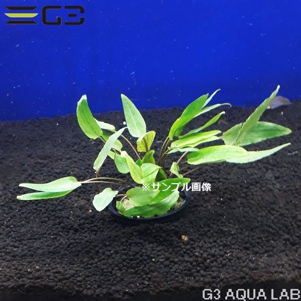 水草 クリプト ペッチー 緑系 前景 水草 クリプトコリネ クリプトコリネ ペッチー 1束 0476 05 アクアリウムの通販 販売はg3 Aqua Labまで 水草 クリプト ペッチー 緑系 前景 水草 クリプトコリネ クリプトコリネ ペッチー 1束 0476 05 アクアリウムの通販 販売はg3 Aqua Labまで