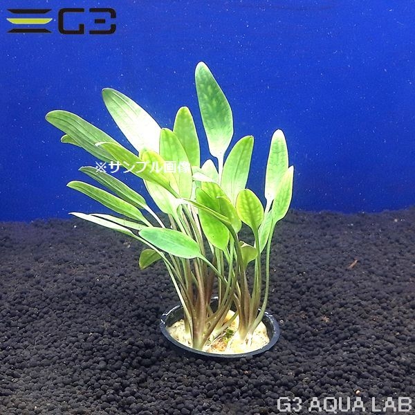 水草 クリプト ルーケンス 緑系 前景 水草 クリプトコリネ クリプトコリネ ルーケンス 1束 0491 05 アクアリウムの通販 販売はg3 Aqua Labまで 水草 クリプト ルーケンス 緑系 前景 水草 クリプトコリネ クリプトコリネ ルーケンス 1束 0491 05 アクアリウムの通販 販売はg3 Aqua Labまで