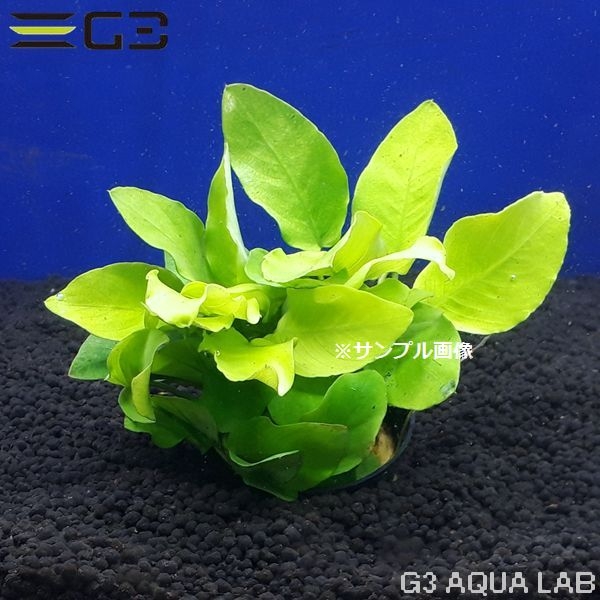 水草 アヌビアス An ゴールド 水草 アヌビアス アヌビアス ナナ ゴールデン 1pot Tpgn 05 アクアリウムの通販 販売はg3 Aqua Labまで 水草 アヌビアス An ゴールド 水草 アヌビアス アヌビアス ナナ ゴールデン 1pot Tpgn 05 アクアリウムの通販 販売はg3 Aqua Labまで