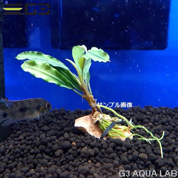 水草 プセ クダガン 水草 プセファランドラ ブセファランドラ Sp クダガン グリーンロング 1本 0221 アクアリウムの通販 販売はg3 Aqua Labまで