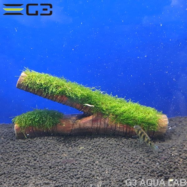 通販 梱包費 熱帯魚 温和 水草レイアウト 大阪水槽メンテナンス リース レンタル水槽メンテナンス大阪 インテリア 水槽設置 内装 大阪 関西 熱帯魚メンテナンス 海水魚メンテナンス 水草メンテナンス 大阪 販売 価格 通販 熱帯魚 金魚 水草 海水魚 激安 最安値