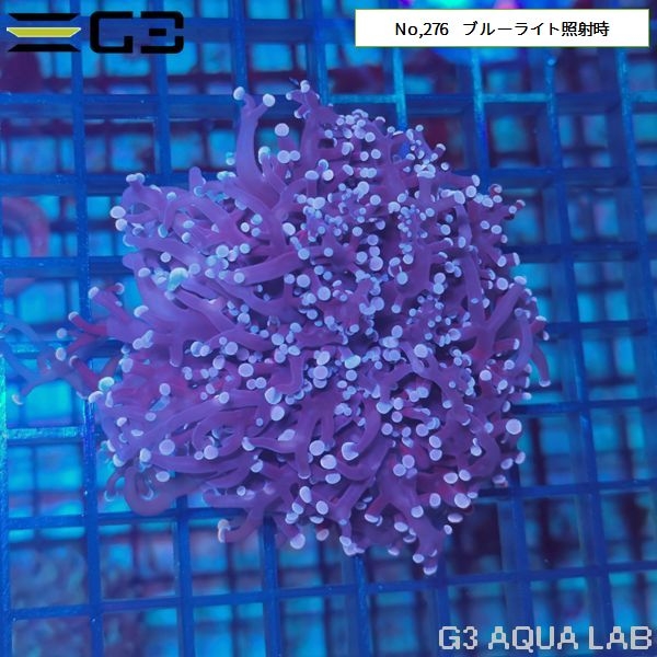 ハードコーラル ムセキツイ アクアリウム 海水魚 サンゴ 金魚 メダカ 水草 熱帯魚 大阪 水槽 インテリア メンテナンス リース レンタル水槽 メンテナンス大阪 オーダーメイド 水槽設置 別注水槽 大阪 関西 熱帯魚メンテナンス 海水魚メンテナンス 水草メンテナンス 大阪