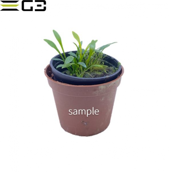 水草 クリプト ペッチー 緑系 前景 水草 クリプトコリネ クリプトコリネ パルバ Cryptocoryne Parva 1pot アクアリウムの通販 販売はg3 Aqua Labまで