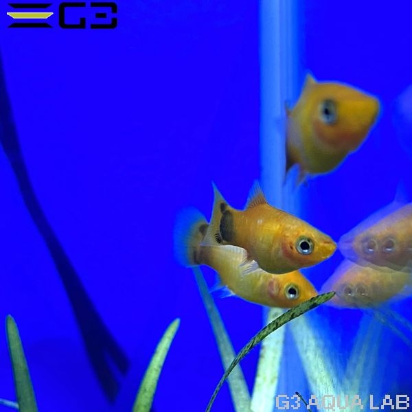 プラティ メダカ 熱帯魚 熱帯魚 エビ メダカ 国産グッピー ネオンサンセット ミッキーマウスプラティ 約2 3cm 3匹 サンプル画像 アクアリウムの通販 販売はg3 Aqua Labまで プラティ メダカ 熱帯魚 熱帯魚 エビ メダカ 国産グッピー ネオンサンセット ミッキーマウスプラティ 約2 3cm 3匹 サンプル画像 アクアリウムの通販 販売はg3 Aqua Labまで