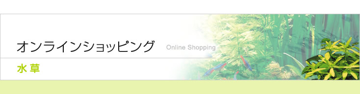 オンラインショッピング：水草