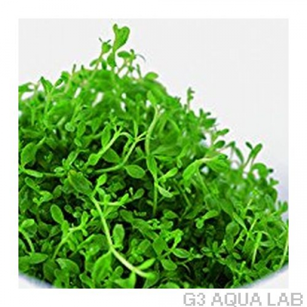 ���塼�Хѡ��륰�饹��̵�����ȿ����ܡ�[C31138]