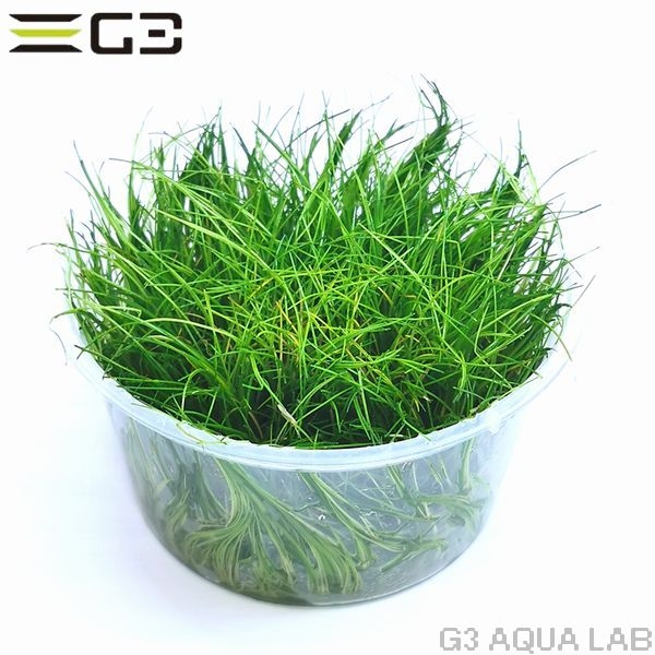 ���硼�ȥإ������饹��̵�����ȿ����ܡ�[C31326]