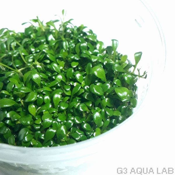 �����å����ƥ����ޡ�̵�����ȿ����ܡ�[C3635]