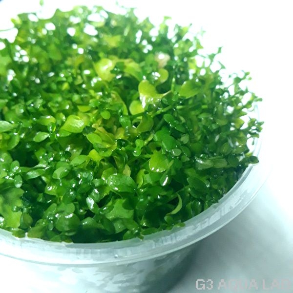 �˥塼�顼���ѡ��륰�饹��̵�����ȿ����ܡ�[C31512]