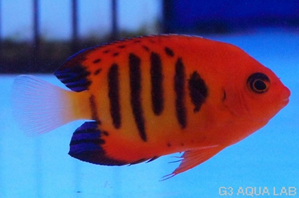 �ե졼�२�󥼥롡���ꥹ�ޥ�������6cm��[22208102A]