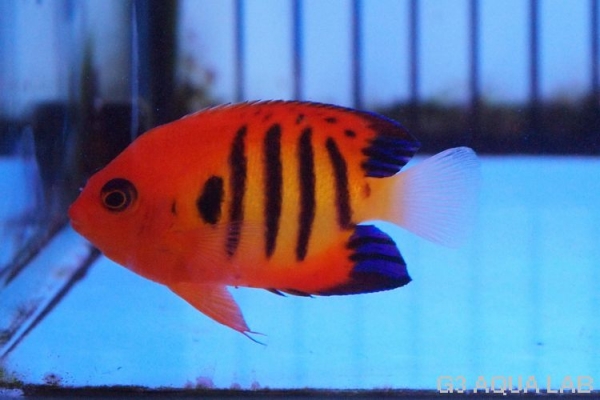 �ե졼�२�󥼥롡���ꥹ�ޥ�������6cm��[22208102A]