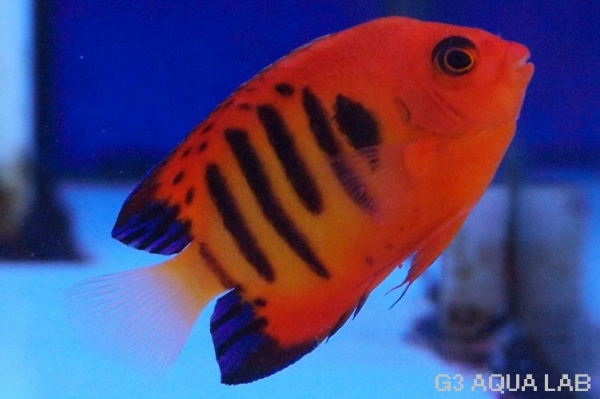 �ե졼�२�󥼥롡���ꥹ�ޥ�������6cm��[22208102A]