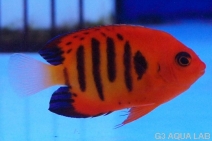 �ե졼�२�󥼥롡���ꥹ�ޥ�������6cm��[22208102A]