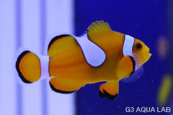 �����쥯�ޥΥߡ�S���֥꡼�ɸ��Ρ�[61208102G]