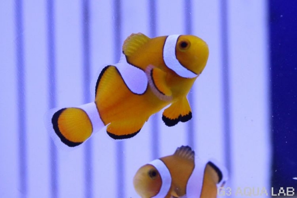 �����쥯�ޥΥߡ�S���֥꡼�ɸ��Ρ�[61208102G]