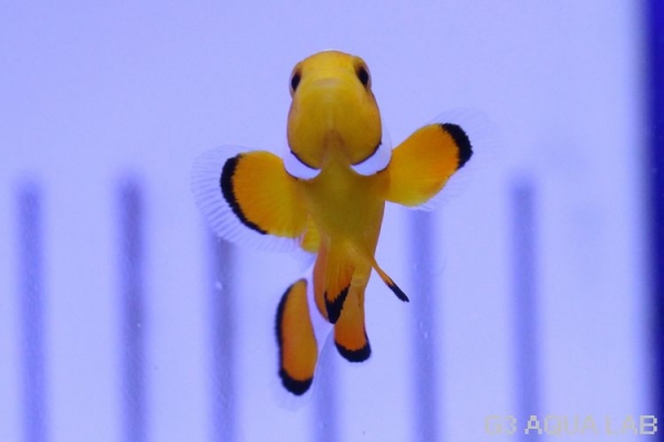 �����쥯�ޥΥߡ�S���֥꡼�ɸ��Ρ�[61208102G]