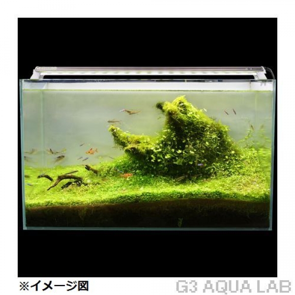 LED PLUS+ȥ󥰥ۥ磻ȡ45cm[4934743005168]
