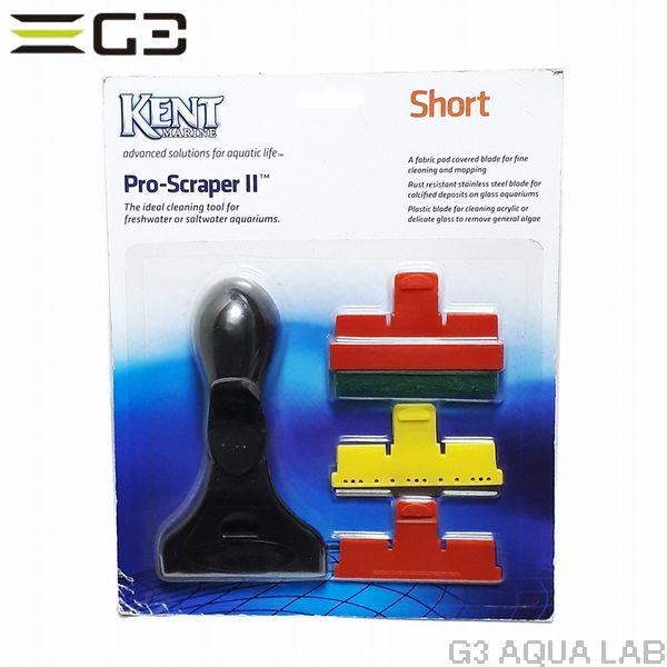 KENT���ץ��������쥤�ѡ�2��S�����硼�ȡ�[4516641647536]