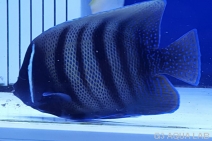 ���������å�����18cm���������߸��Ρ�[62308102A]