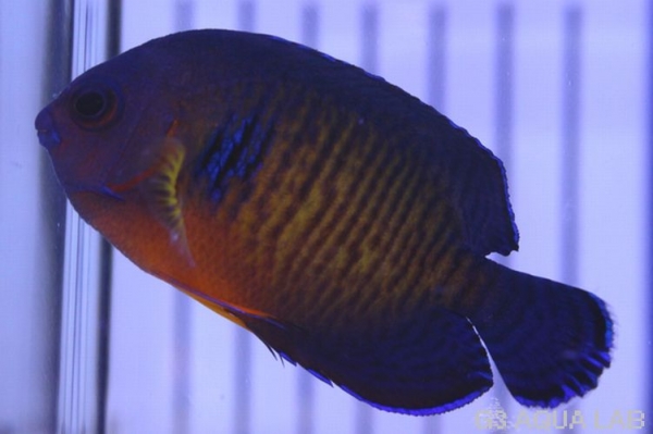 ����å�������ɥͥ���������5.5cm��[13308102A]