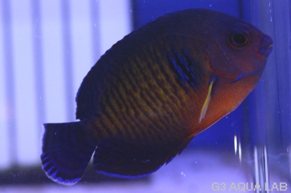 ����å�������ɥͥ���������5.5cm��[13308102A]