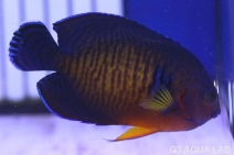 ����å�������ɥͥ���������5.5cm��[13308102A]