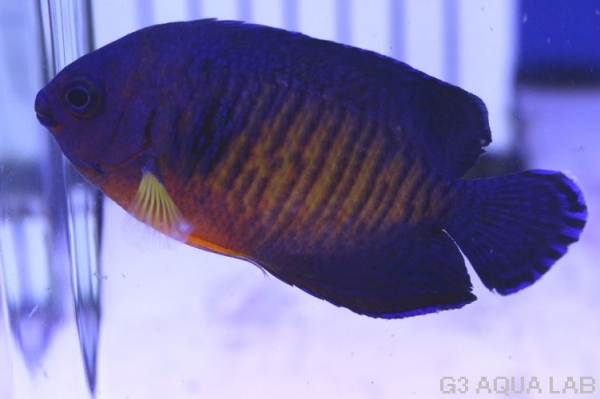 ����å�������ɥͥ���������6.0cm��[13308102B]