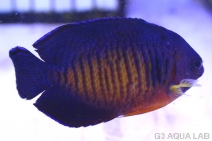 ����å�������ɥͥ���������6.0cm��[13308102B]