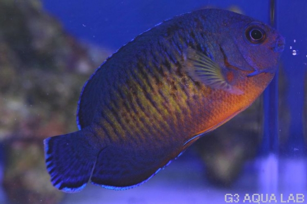 ����å�������ɥͥ���������6.0cm��[13308102C]