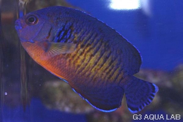 ����å�������ɥͥ���������6.0cm��[13308102C]