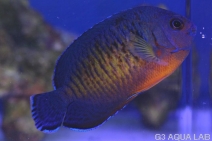 ����å�������ɥͥ���������6.0cm��[13308102C]