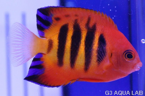 �ե졼�२�󥼥롡�ޡ�����뻺����5.5cm��[10408102B]