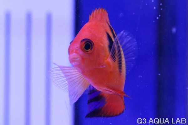 �ե졼�२�󥼥롡�ޡ�����뻺����5.5cm��[10408102B]