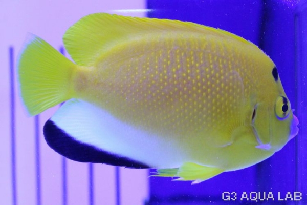 ���ƥ��å����ޥ˥黺����8cm��[Y150-T0723]