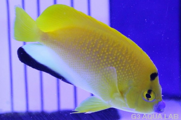 ���ƥ��å����ޥ˥黺����8cm��[Y150-T0723]