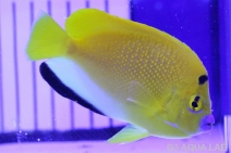 ���ƥ��å����ޥ˥黺����8cm��[Y150-T0723]