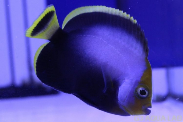 ���إꥭ����㥯�������ޥ˥黺����6.0cm��[01408102MA]