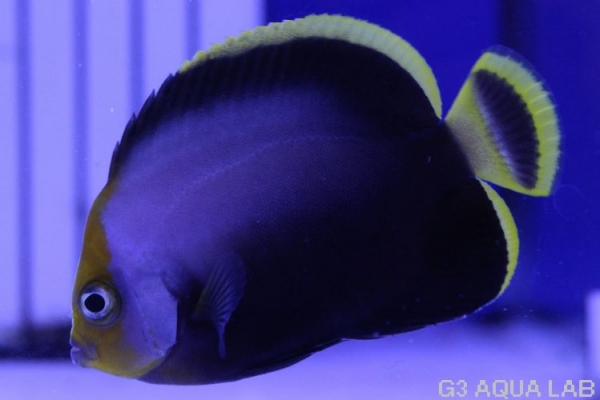 ���إꥭ����㥯�������ޥ˥黺����6.0cm��[01408102MA]