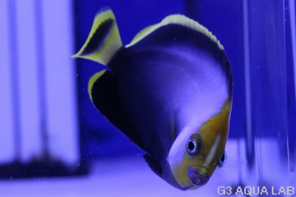 ���إꥭ����㥯�������ޥ˥黺����6.0cm��[01408102MA]