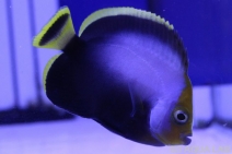 ���إꥭ����㥯�������ޥ˥黺����6.0cm��[01408102MA]