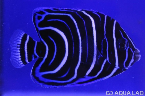 �����ʥߥ�å����ޥ˥黺����6.5cm��[01408102MC]