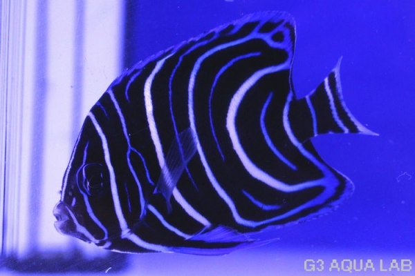 �����ʥߥ�å����ޥ˥黺����6.5cm��[01408102MC]