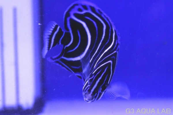 �����ʥߥ�å����ޥ˥黺����6.5cm��[01408102MC]